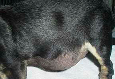 синдром кушинга у собак