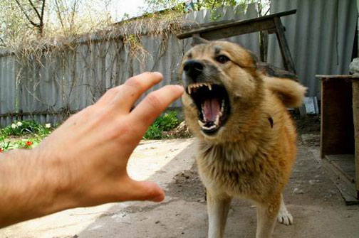 агрессия у собак