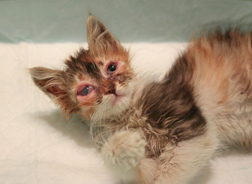 Лечение хламидиоза у кошек: симптомы и лечение