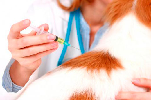 вакцинация животных